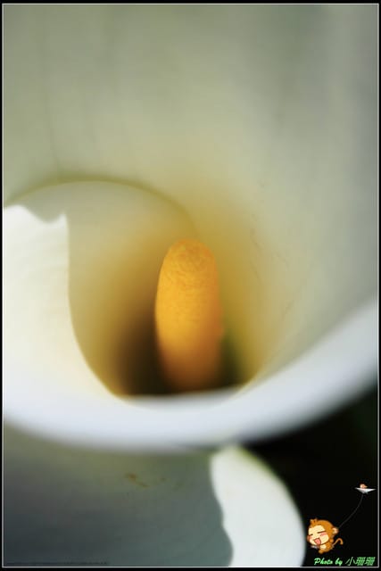 《遊記—台北》相芋‧在陽明山竹子湖～