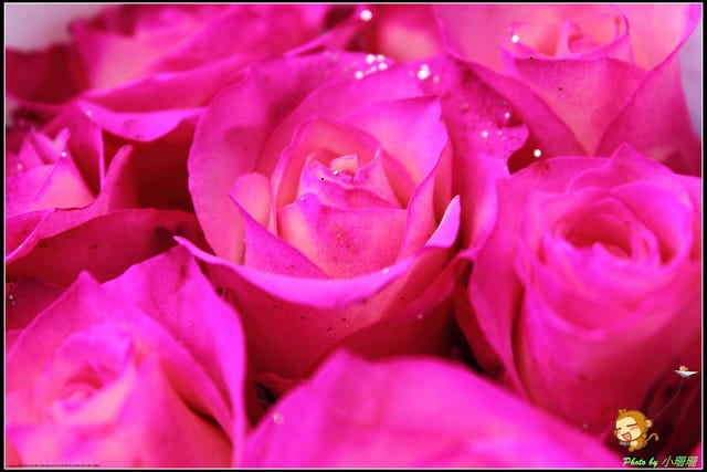 《遊記—台北》相芋‧在陽明山竹子湖～