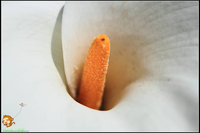 《遊記—台北》相芋‧在陽明山竹子湖～