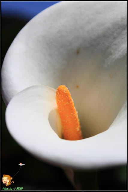 《遊記—台北》相芋‧在陽明山竹子湖～