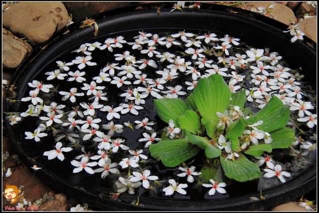 《遊記—彰化》桐言桐雨～挑水古道