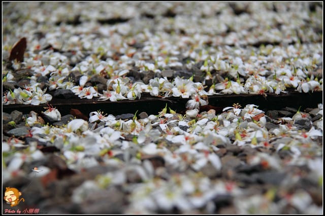 《遊記—彰化》桐言桐雨～挑水古道
