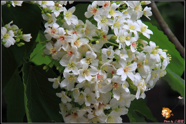 《遊記—彰化》桐言桐雨～挑水古道