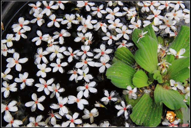 《遊記—彰化》桐言桐雨～挑水古道