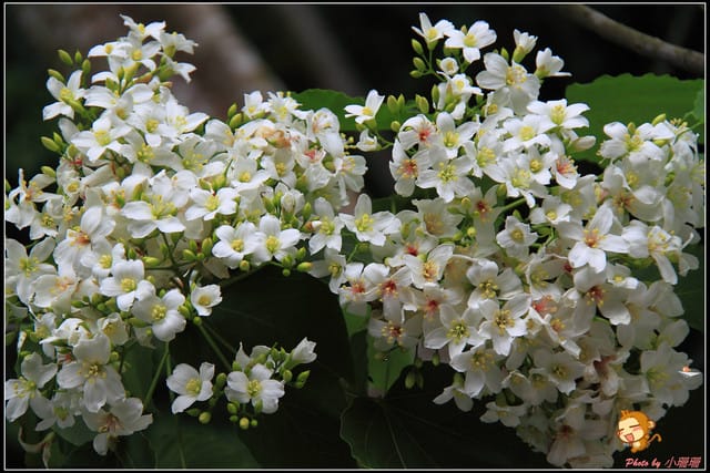 《遊記—彰化》桐言桐雨～挑水古道
