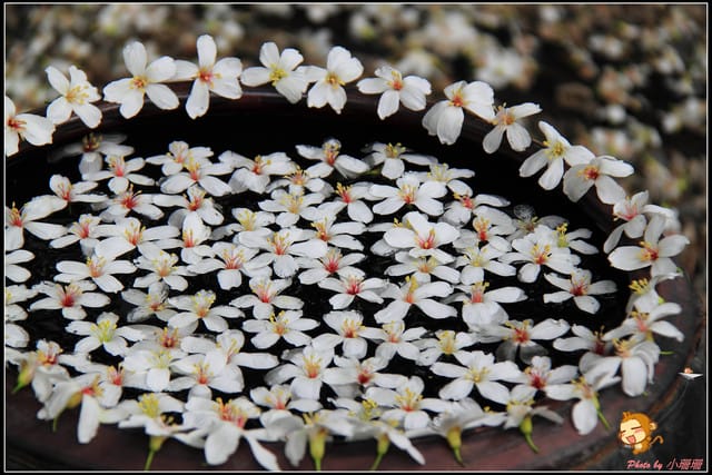 《遊記—彰化》桐言桐雨～挑水古道