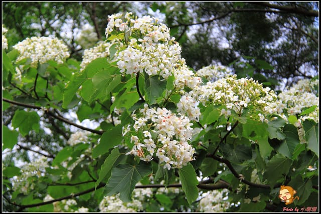 《遊記—彰化》桐言桐雨～挑水古道