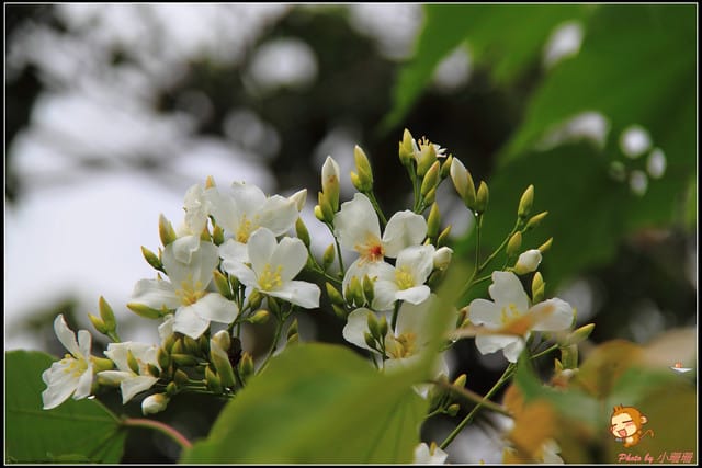《遊記—彰化》桐言桐雨～挑水古道
