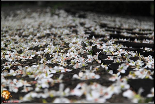 《遊記—彰化》桐言桐雨～挑水古道