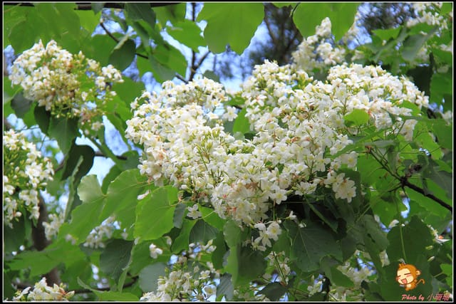 《遊記—彰化》桐言桐雨～挑水古道