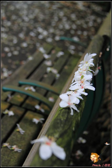 《遊記—彰化》桐言桐雨～挑水古道