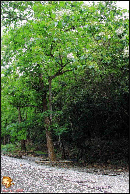 《遊記—彰化》桐言桐雨～挑水古道