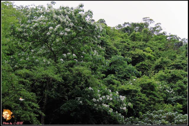 《遊記—彰化》桐言桐雨～挑水古道