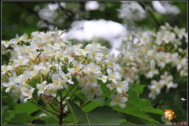 《遊記—彰化》桐言桐雨～挑水古道