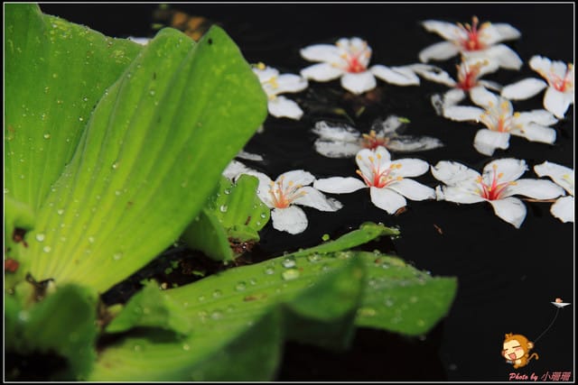 《遊記—彰化》桐言桐雨～挑水古道