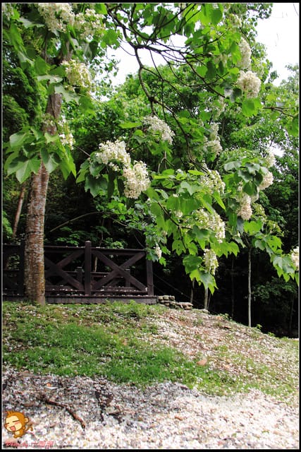 《遊記—彰化》桐言桐雨～挑水古道