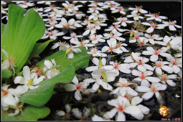 《遊記—彰化》桐言桐雨～挑水古道