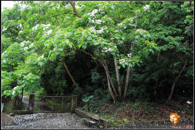 《遊記—彰化》桐言桐雨～挑水古道
