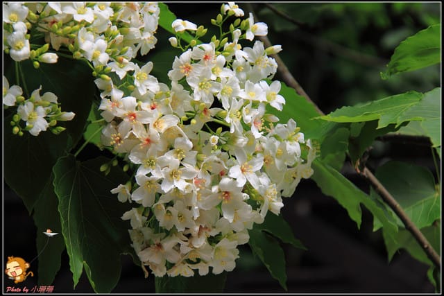 《遊記—彰化》桐言桐雨～挑水古道