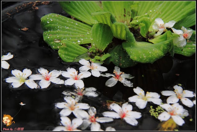 《遊記—彰化》桐言桐雨～挑水古道