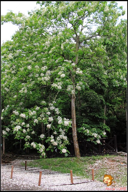 《遊記—彰化》桐言桐雨～挑水古道