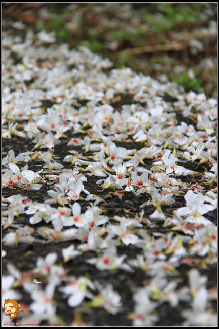 《遊記—彰化》桐言桐雨～挑水古道