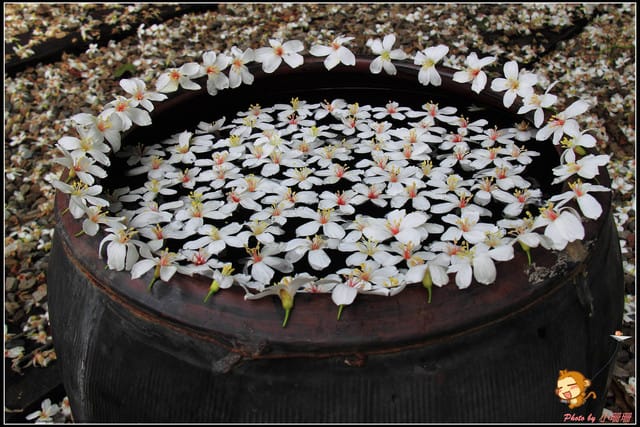 《遊記—彰化》桐言桐雨～挑水古道