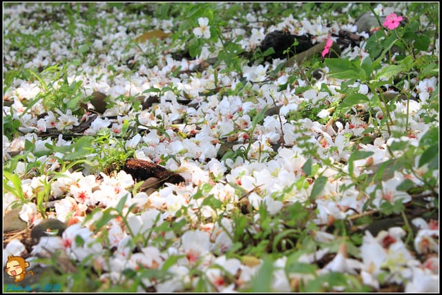 《遊記—桃園》大溪十一指古道~桐花第二彈! - 第22張圖 《遊記—桃園》大溪十一指古道~桐花第二彈!