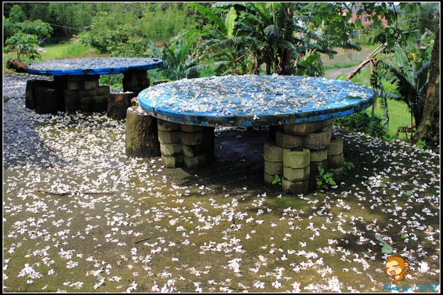 《遊記—桃園》大溪十一指古道~桐花第二彈! - 第7張圖 《遊記—桃園》大溪十一指古道~桐花第二彈!