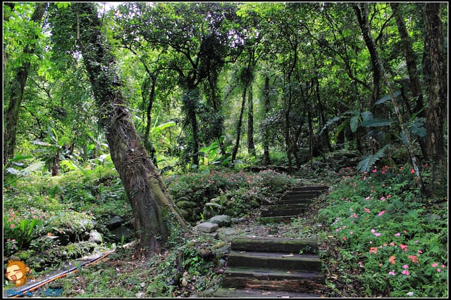 《遊記—桃園》大溪十一指古道~桐花第二彈! - 第30張圖 《遊記—桃園》大溪十一指古道~桐花第二彈!