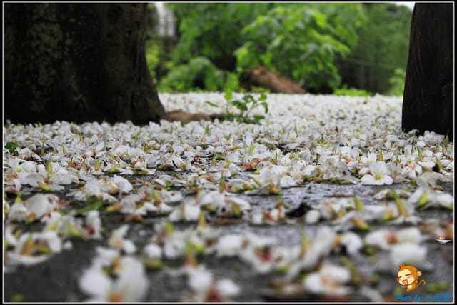 《遊記—桃園》大溪十一指古道~桐花第二彈! - 第26張圖 《遊記—桃園》大溪十一指古道~桐花第二彈!