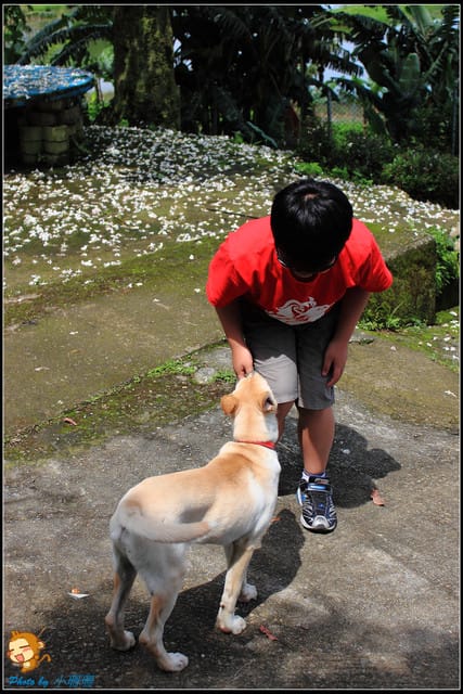 《遊記—桃園》大溪十一指古道~桐花第二彈! - 第11張圖 《遊記—桃園》大溪十一指古道~桐花第二彈!