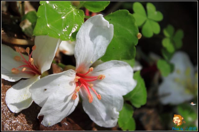 《遊記—桃園》大溪十一指古道~桐花第二彈! - 第24張圖 《遊記—桃園》大溪十一指古道~桐花第二彈!
