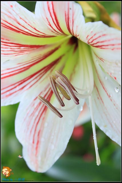 《遊記—桃園》大溪十一指古道~桐花第二彈! - 第29張圖 《遊記—桃園》大溪十一指古道~桐花第二彈!