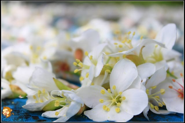 《遊記—桃園》大溪十一指古道~桐花第二彈! - 第8張圖 《遊記—桃園》大溪十一指古道~桐花第二彈!