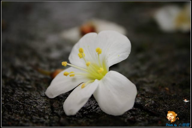 《遊記—桃園》大溪十一指古道~桐花第二彈! - 第27張圖 《遊記—桃園》大溪十一指古道~桐花第二彈!