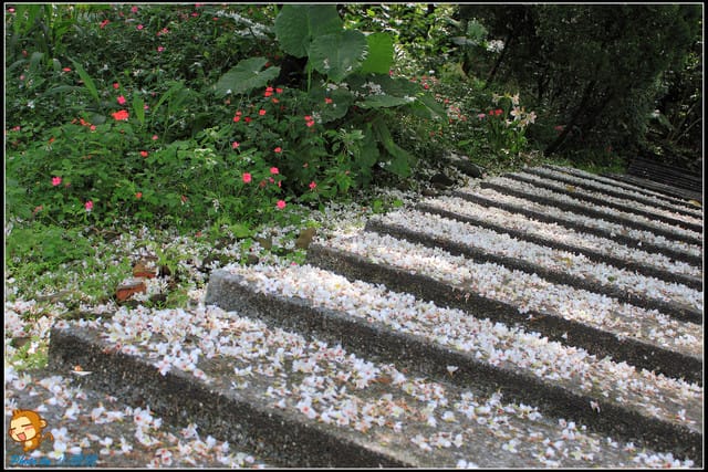 《遊記—桃園》大溪十一指古道~桐花第二彈! - 第15張圖 《遊記—桃園》大溪十一指古道~桐花第二彈!