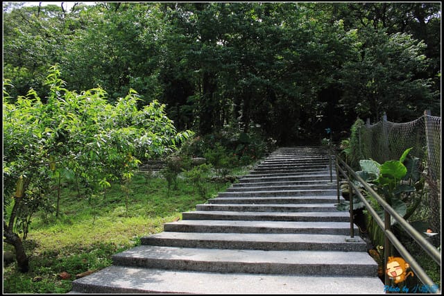 《遊記—桃園》大溪十一指古道~桐花第二彈! - 第14張圖 《遊記—桃園》大溪十一指古道~桐花第二彈!