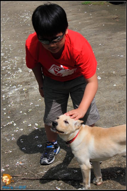 《遊記—桃園》大溪十一指古道~桐花第二彈! - 第10張圖 《遊記—桃園》大溪十一指古道~桐花第二彈!