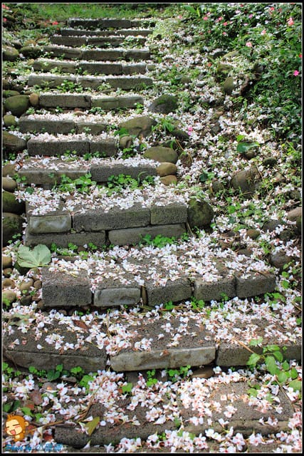 《遊記—桃園》大溪十一指古道~桐花第二彈! - 第20張圖 《遊記—桃園》大溪十一指古道~桐花第二彈!