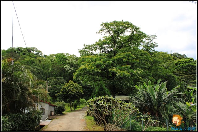 《遊記—桃園》大溪十一指古道～桐花第二彈！