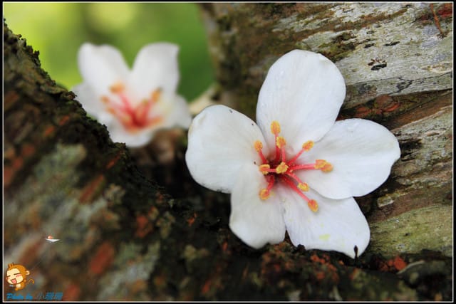 《遊記—桃園》大溪十一指古道~桐花第二彈! - 第21張圖 《遊記—桃園》大溪十一指古道~桐花第二彈!