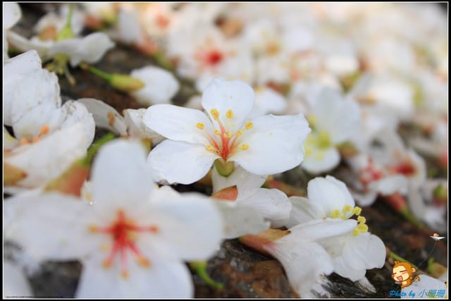 《遊記—桃園》大溪十一指古道~桐花第二彈! - 第32張圖 《遊記—桃園》大溪十一指古道~桐花第二彈!