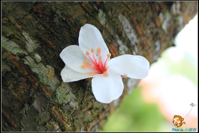 《遊記—桃園》大溪十一指古道~桐花第二彈! - 第25張圖 《遊記—桃園》大溪十一指古道~桐花第二彈!