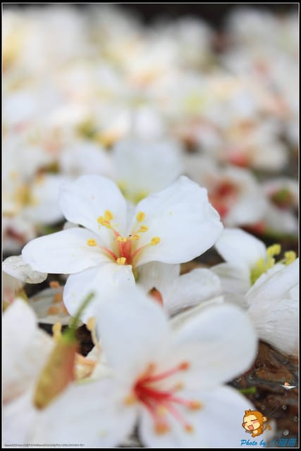 《遊記—桃園》大溪十一指古道~桐花第二彈! - 第18張圖 《遊記—桃園》大溪十一指古道~桐花第二彈!