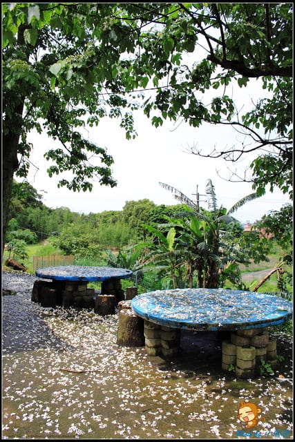 《遊記—桃園》大溪十一指古道~桐花第二彈! - 第6張圖 《遊記—桃園》大溪十一指古道~桐花第二彈!