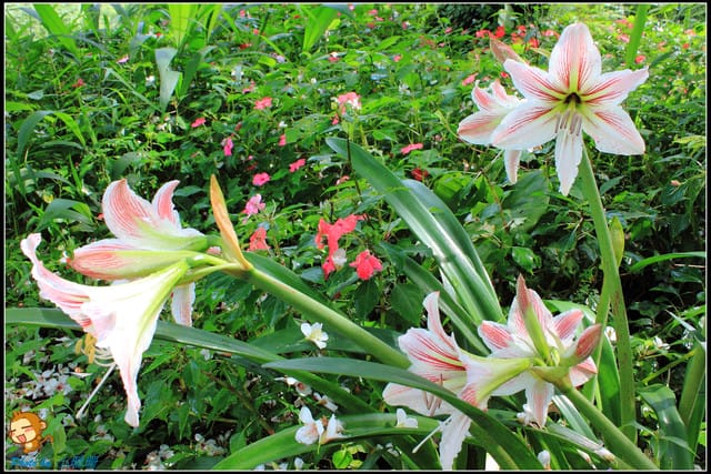 《遊記—桃園》大溪十一指古道~桐花第二彈! - 第28張圖 《遊記—桃園》大溪十一指古道~桐花第二彈!