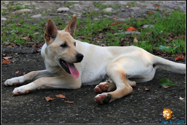 《遊記—桃園》大溪十一指古道~桐花第二彈! - 第13張圖 《遊記—桃園》大溪十一指古道~桐花第二彈!
