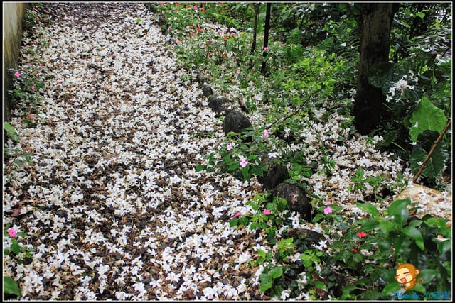 《遊記—新北石碇》永定國小~那一年我們一起追的桐花! - 第7張圖 《遊記—新北石碇》永定國小~那一年我們一起追的桐花!