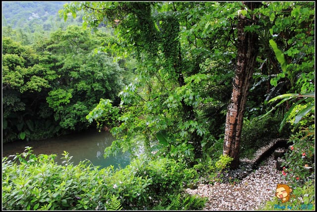 《遊記—新北石碇》永定國小~那一年我們一起追的桐花! - 第14張圖 《遊記—新北石碇》永定國小~那一年我們一起追的桐花!